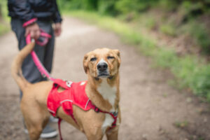 Hundefotografie Tierfotografie Fotograf Hunde Wien Burgenland Niederösterreich